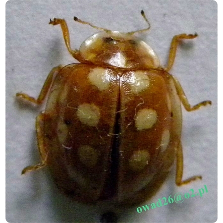 Halyzia sedecimguttata (Linnaeus, 1758) Pokropka wysączka